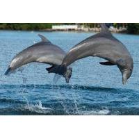 Jamaica Bay Combo Tour: Dolphin Cove and Negril Sunset Cruise from Montego Bay