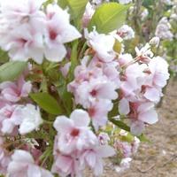 Japanese Flowering Cherry Tree Gift