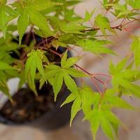 Japanese Sunrise Maple Tree Gift