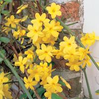 Jasminum nudiflorum (Large Plant) - 1 plant in 3 litre pot