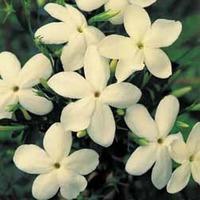 Jasmine \'Clotted Cream\' - 6 jasmine plug plants