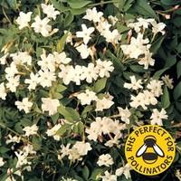 Jasmine (Jasminium Officianale) 1 Plant 9cm Pot