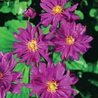 japanese anemone prince heinrich 3 plants 1 litre pot