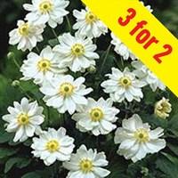 japanese anemone whirlwind 3 plants 2 litre