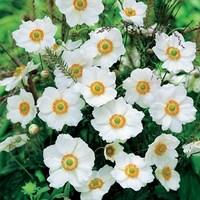 japanese anemone honorine jobert 6 plants 1 litre pot