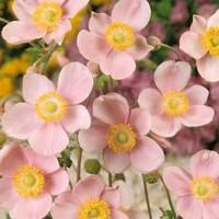 japanese anemone september charm 6 plants 1 litre pot