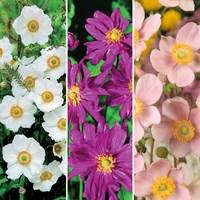 japanese anemone collection 6 jumbo plants