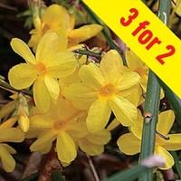 Jasminum nudiflorum (Winter Jasmine) 3 Plants 3 Litre