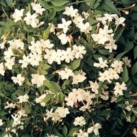 Jasmine (Jasminium Officianale) 1 Plant 3 litre