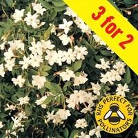 Jasmine (Jasminium Officianale) 3 Plants 9cm Pot