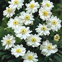 Japanese Anemone Whirlwind 3 Plants 2 litre