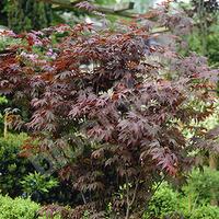 japanese maple acer plant collection 3 varieites in 105cm pots