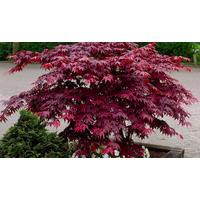 Japanese Tree Collection FREE DELIVERY