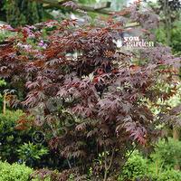 japanese maple acer plant collection 3 varieites in 105cm pots