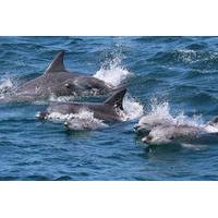 Jervis Bay Dolphin Eco Cruise
