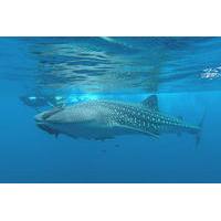 Journey to the Sea of Cortez and Whale Sharks: 5 Day Expedition