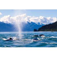 Juneau Whale-Watching Cruise