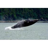 Juneau Shore Excursion: Whale-Watching Adventure with Mendenhall Glacier Tour