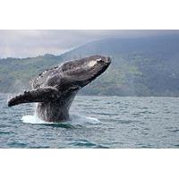 Juneau Shore Excursion: Whale-Watching Excursion