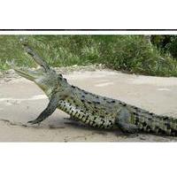 Jungle Crocodile Safari and Bird Watching Tour