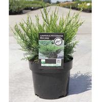 Juniperus x pfitzeriana \'Mint Julep\' (Large Plant) - 1 x 7.5 litre potted juniperus plant