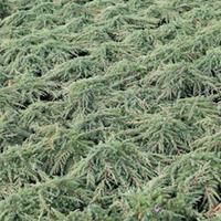 Juniperus communis \'Green Carpet\' (Large Plant) - 1 x 7.5 litre potted juniperus plant