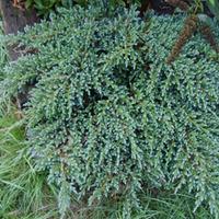 Juniperus squamata \'Little Joanna\' (Large Plant) - 2 x 3 litre potted juniperus plants