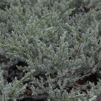 Juniperus squamata \'Tropical Blue\' (Large Plant) - 1 x 5 litre potted juniperus plant