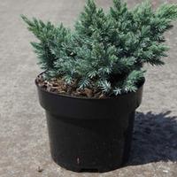Juniperus squamata \'Blue Star\' (Large Plant) - 1 x 5 litre potted juniperus plant