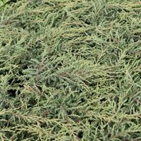 Juniperus communis \'Repanda\' (Large Plant) - 2 x 7.5 litre potted juniperus plants