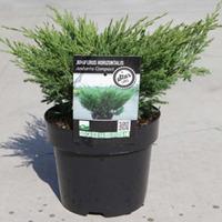 Juniperus horizontalis \'Andorra Compact\' (Large Plant) - 2 x 7.5 litre potted juniperus plants