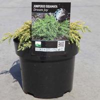 Juniperus squamata \'Dream Joy\' (Large Plant) - 2 x 7.5 litre potted juniperus plants