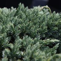 Juniperus squamata \'Blue Spider\' (Large Plant) - 2 x 7.5 litre potted juniperus plants