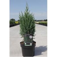 Juniperus chinensis \'Stricta\' (Large Plant) - 1 x 7.5 litre potted juniperus plant