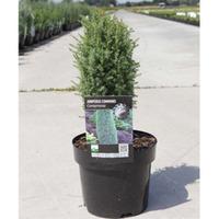 Juniperus communis \'Compressa\' (Large Plant) - 2 x 7.5 litre potted juniperus plants