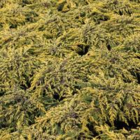 Juniperus communis \'Goldschatz\' (Large Plant) - 2 x 3 litre potted juniperus plants