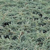 Juniperus squamata \'Blue Carpet\' (Large Plant) - 2 x 7.5 litre potted juniperus plants