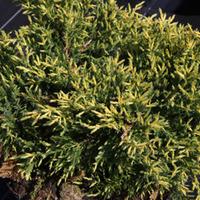 Juniperus x pfitzeriana \'Goldkissen\' (Large Plant) - 1 x 7.5 litre potted juniperus plant