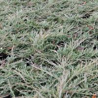 Juniperus horizontalis \'Jade River\' (Large Plant) - 1 x 7.5 litre potted juniperus plant