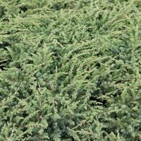 Juniperus rigida subsp. conferta \'Schlager\' (Large Plant) - 1 x 7.5 litre potted juniperus plant