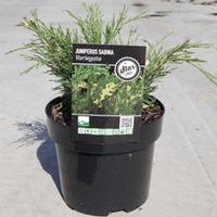 Juniperus sabina \'Variegata\' (Large Plant) - 2 x 3 litre potted juniperus plants