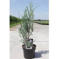 Juniperus scopulorum \'Skyrocket\' (Large Plant) - 1 x 3 litre potted juniperus plant