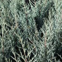 Juniperus scopulorum \'Moonglow\' (Large Plant) - 2 x 3 litre potted juniperus plants