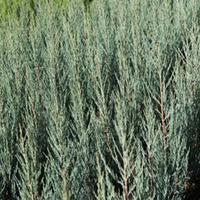 Juniperus scopulorum \'Blue Arrow\' (Large Plant) - 2 x 3 litre potted juniperus plants