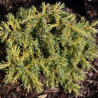 Juniperus x pfitzeriana \'Gold Fern\' (Large Plant) - 2 x 3 litre potted juniperus plants