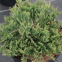 Juniperus horizontalis \'Prostrata\' (Large Plant) - 2 x 3 litre potted juniperus plants