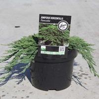 Juniperus horizontalis \'Pancake\' (Large Plant) - 1 x 3 litre potted juniperus plant