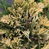 Juniperus horizontalis \'Golden Carpet\' (Large Plant) - 2 x 3 litre potted juniperus plants