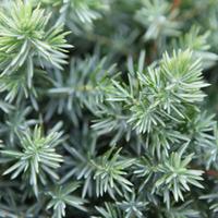 Juniperus rigida subsp. conferta \'Blue Pacific\' (Large Plant) - 2 x 3 litre potted juniperus plants