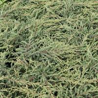 Juniperus communis \'Repanda\' (Large Plant) - 2 x 3 litre potted juniperus plants